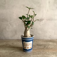 Adenium arabicum in NYC Coffee cup (NYCコーヒーカップシリーズ・アデニウム・アラビカム)