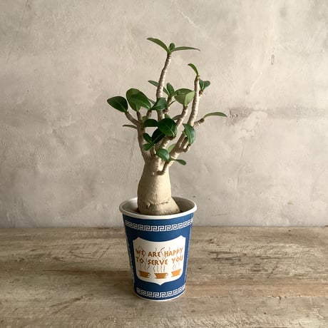 Adenium arabicum in NYC Coffee cup (NYCコーヒーカップシリーズ・アデニウム・アラビカム)