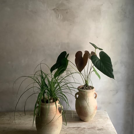 Ponytail palm with Tunisia pot type1(ポニーテールパーム"ノリナ・トックリラン"/チュニジアポット付き”タイプ1”)