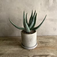 Aloe Lightii in tube stone pot (チューブストーンポット入り アロエ ライツィー)