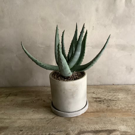 プランツ | STORES