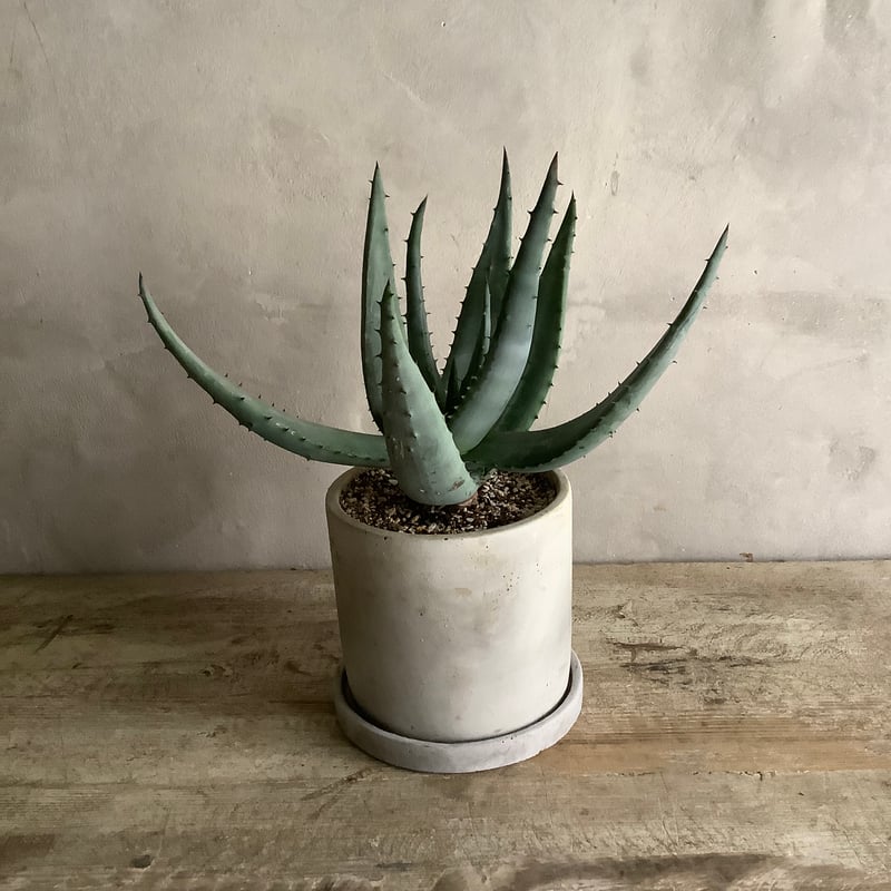 Aloe Lightii in tube stone pot (チューブストーンポット入り ア