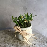Dinema polybulbon with Tunisia pot(チュニジアポット付きディネマポリブルボン)