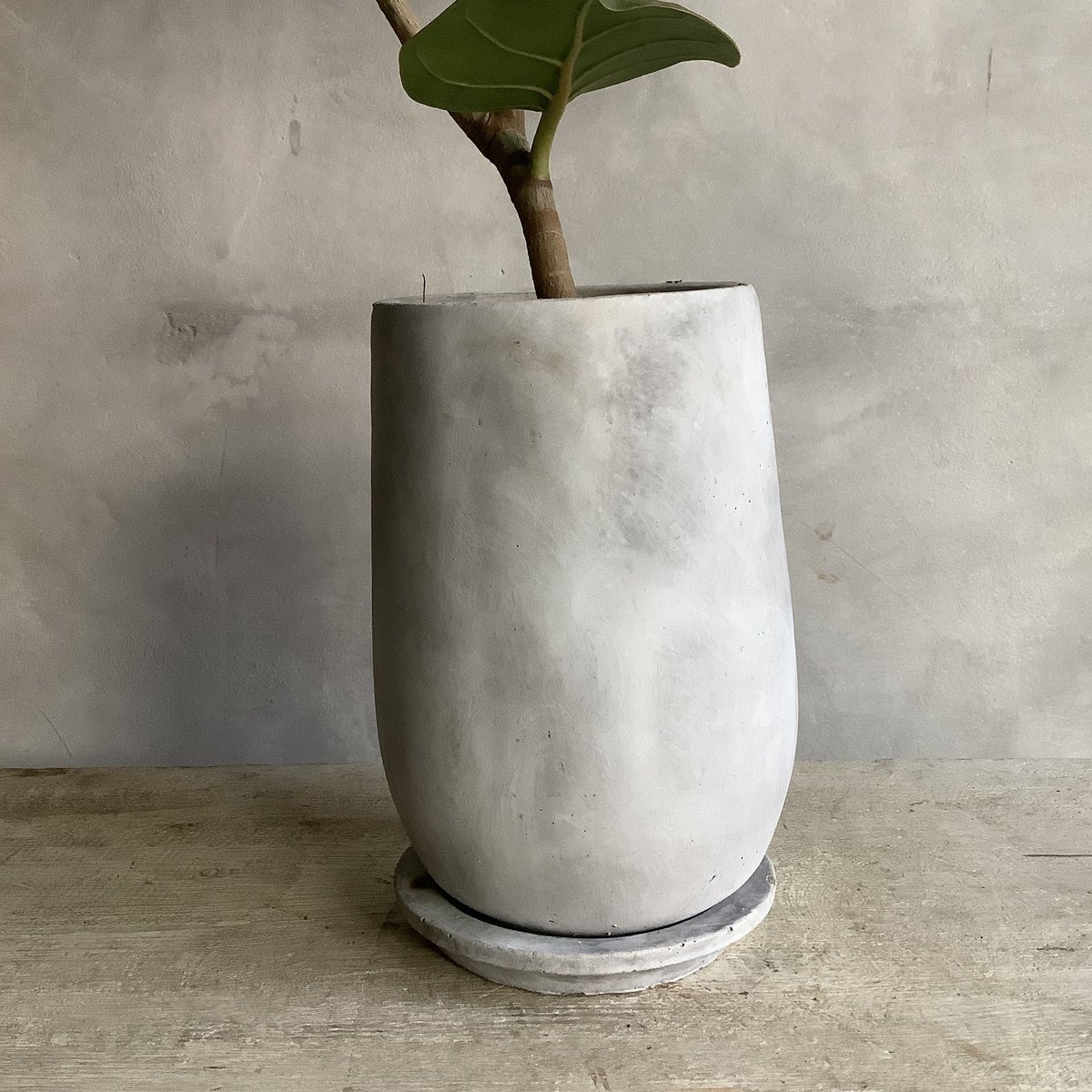 Sea grape (ストーンポット付きシーグレープ ) | blossom online shop