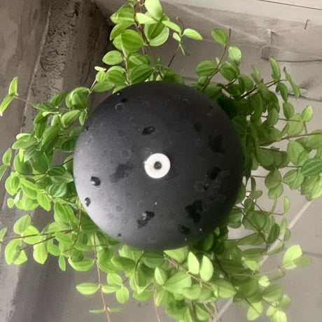 Peperomia ？？？with Hanging pot ( ペペロミア？？？ ハンギングポット付き)