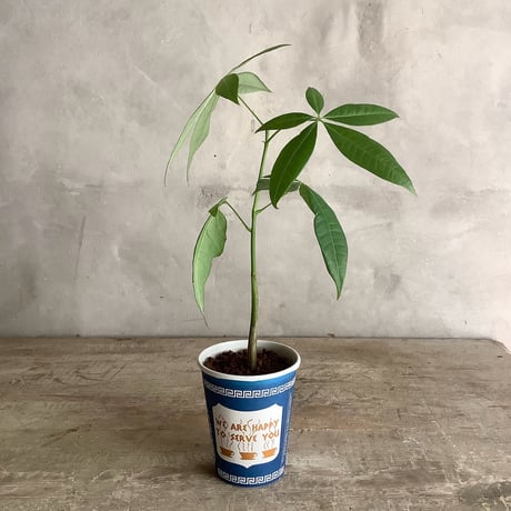 Baby skinny pachira in NYC Coffee cup ”J・M・Z line” (NYCコーヒーカップシリーズ ベビースキニーパキラ)３ライン