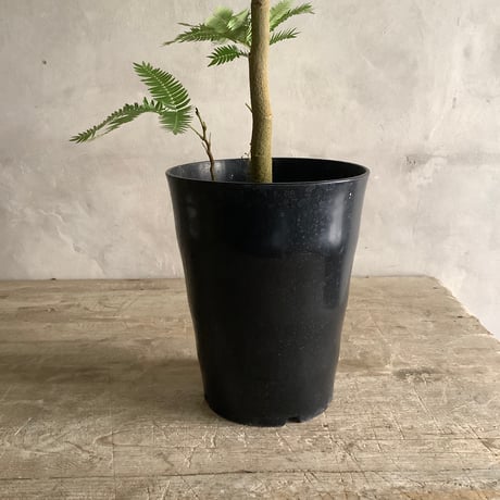 "Everfresh" Pithecellobium midsize ("エバーフレッシュ"ピテケロビウム)