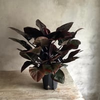 Philodendron Black cardinal spread type2(フィロデンドロン ブラックカーディナル  スプレッドタイプ2 )