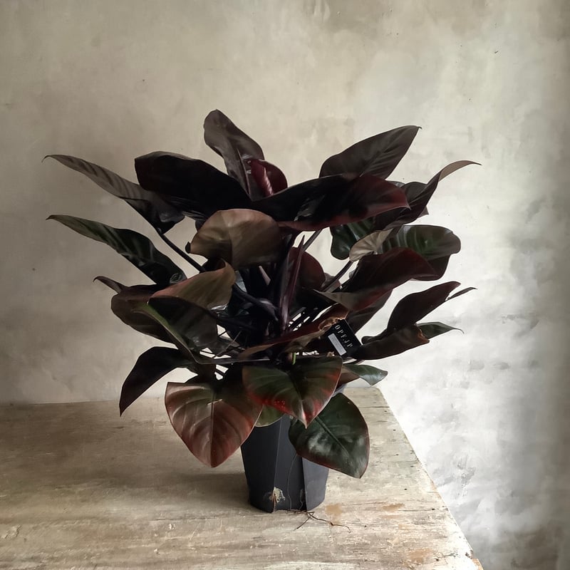 Philodendron Black cardinal spread type2(フィロデンド