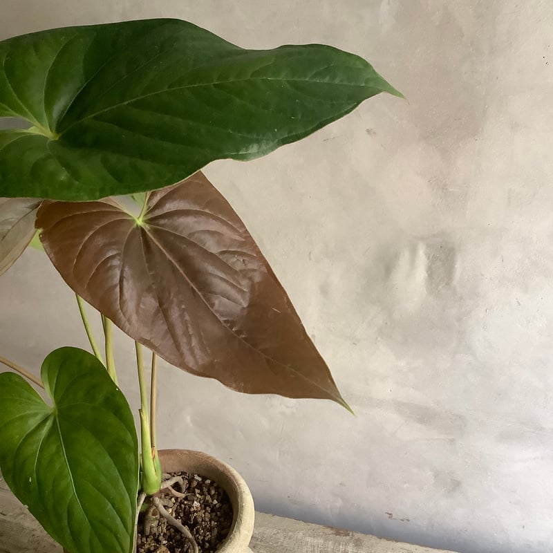 Anthurium Anthurium