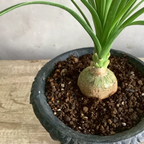 2025 Ponytail palm Mini dessart (ポニーテールパーム"ノリナ・トックリラン"ミニ/デザートタイプ)