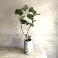 Sea grape (ストーンポット付きシーグレープ )