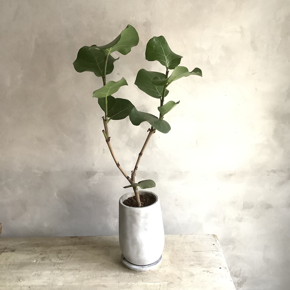 Sea grape (ストーンポット付きシーグレープ ) | blossom online