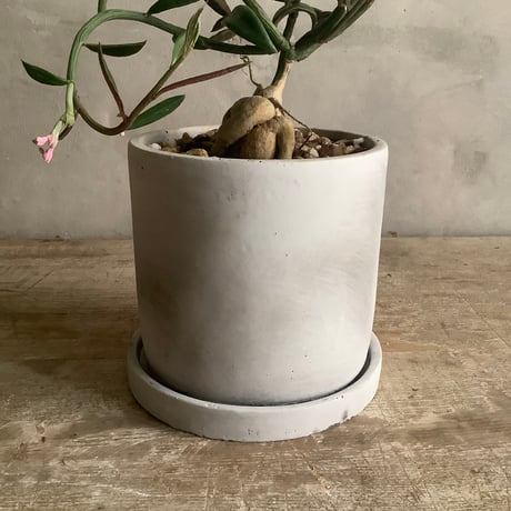 Monadenium Rubella with tube stone pot (チューブストーンポット入りモナデニウム・ルベルム)