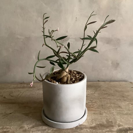 Monadenium Rubella with tube stone pot (チューブストーンポット入りモナデニウム・ルベルム)