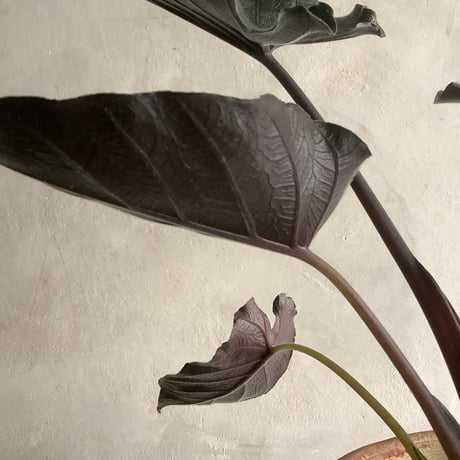 Alocasia Antoro Velvet with Tunisia pot(アロカシア・アントロヴェルヴェット/チュニジアポット付き)