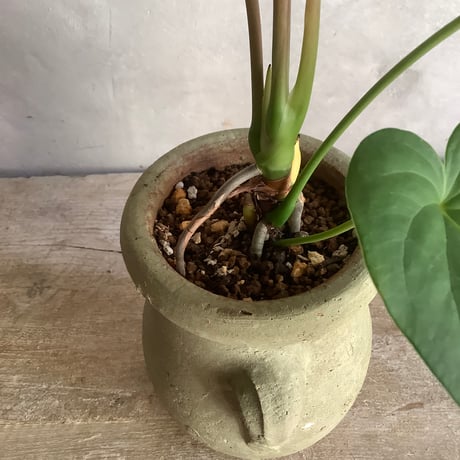 Anthurium "Rom's red with Tunisia pot size S (アンスリウム・ロムズレッド/チュニジアポット付き Sサイズ )