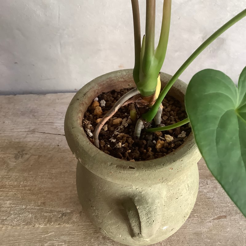 Anthurium 