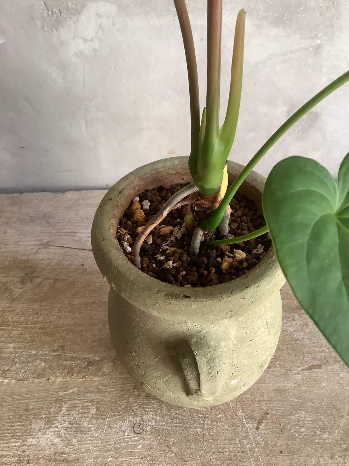 Anthurium besseae red veins no.1 夏用梱包（アンスリウム