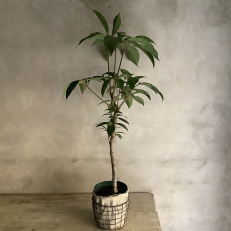 Schefflera pueckleri Tupidanthus (ワイアーバスケット付シェフレラ・ツピタンサス)