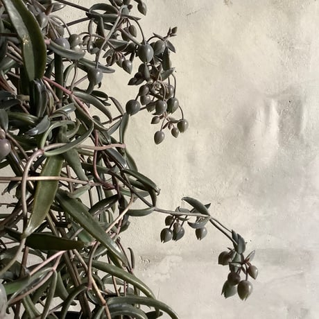Kalanchoe beauverdii (カランコエ ボーヴェルディ )