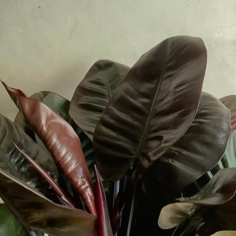 Philodendron Black cardinal  (フィロデンドロン ブラックカーディナル )
