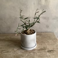 Monadenium Rubella with tube stone pot (チューブストーンポット入りモナデニウム・ルベルム)