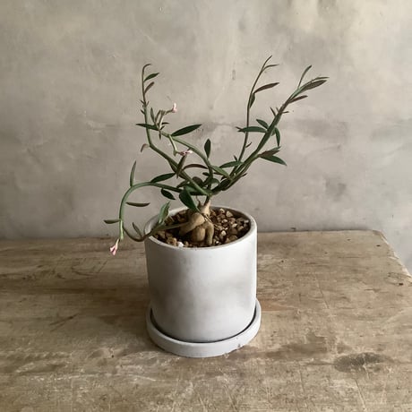 Monadenium Rubella with tube stone pot (チューブストーンポット入りモナデニウム・ルベルム)