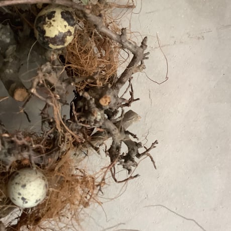 Birds nest wreath "Wagtail" (バーズネストリース・ワグテール)