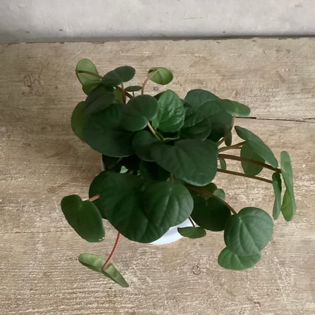 Peperomia Rana in NYC Coffee cup ”Line 4” (NYCコーヒーカップシリーズ ペペロミア ラナ)ライン4