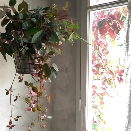 Parthenocissus Henryana（Chinese Virginia Creeper ）ヘンリーヅタ鉢