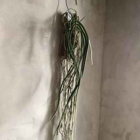 Saidenfadenia mitrata A ”Straight roots"(サイデンファニア・ミトラタ"ストレート")