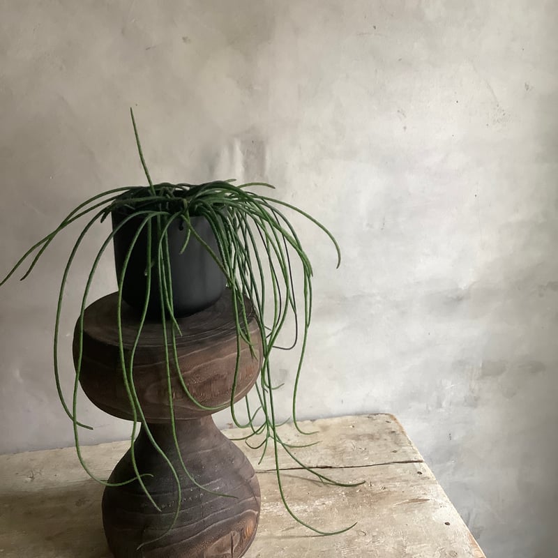 Wood Stool ウッドスツール | blossom online shop