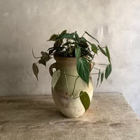 Philodenndron Micans with Tunisia pot (フィロデンドロン・ミカンス/チュニジアポット付き)