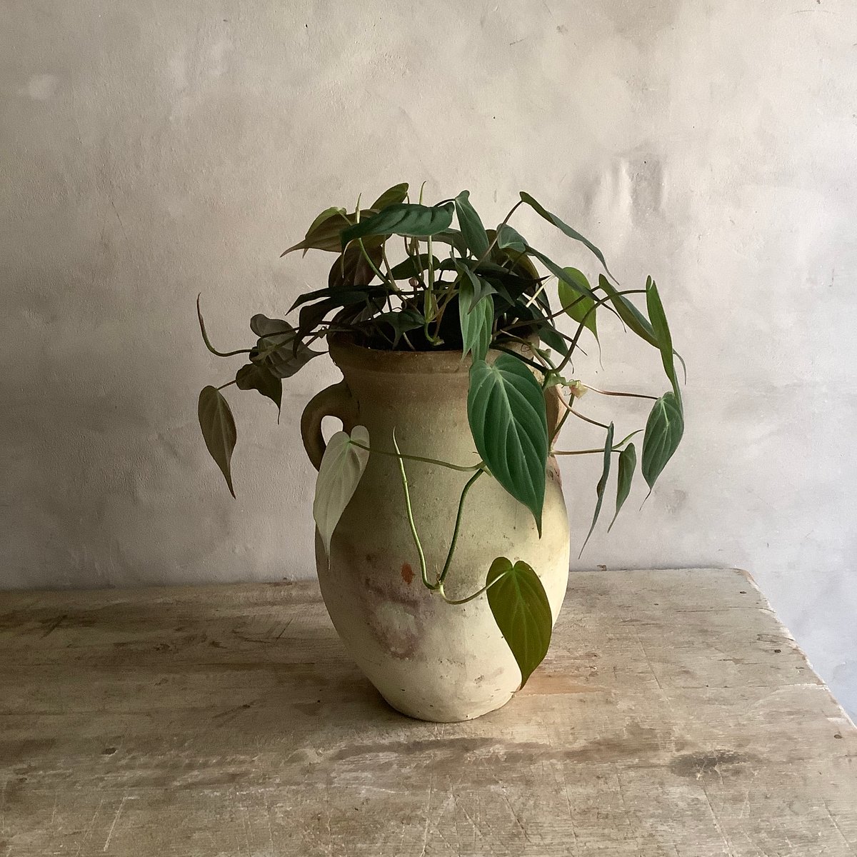 Philodenndron Micans with Tunisia pot (フィロデンドロン