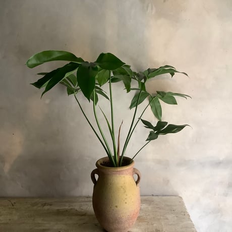 Philodendron Goeldii with Tunisia pot (フィロデンドロン・ゴエルディ/チュニジアポット付き)