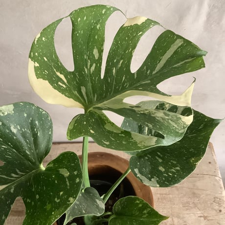 Monstera variegata with Acacia wood Planter cover Ver,2(モンステラ・バリエガータ/アカシア木製 鉢カバー付き ヴァージョン２)