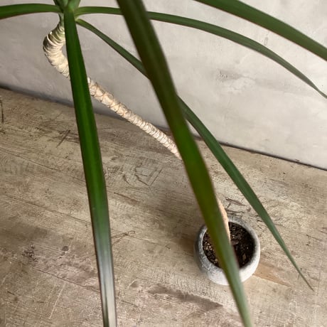 Skinny Dragon tree in moon pot(スキニーシリーズ/ドラセナ・コンシンネ)