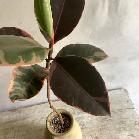 Ficus elastica ruby with Tunisia pot (チュニジアポット付きフィカスルビー )