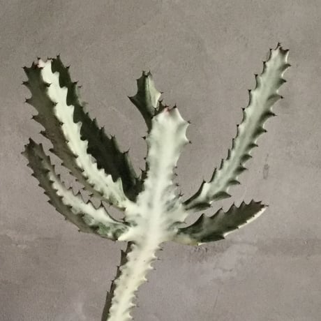 Euphorbia White Ghost（ユーフォルビア・ホワイトゴースト）