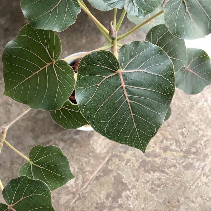 2024 Ficus petiolaris with Moonstone pot (フィカス