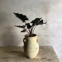 Alocasia Antoro Velvet with Tunisia pot(アロカシア・アントロヴェルヴェット/チュニジアポット付き)