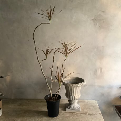 Dracaena marginata "Rainbow"(ドラセナ・マルギナータレインボー)