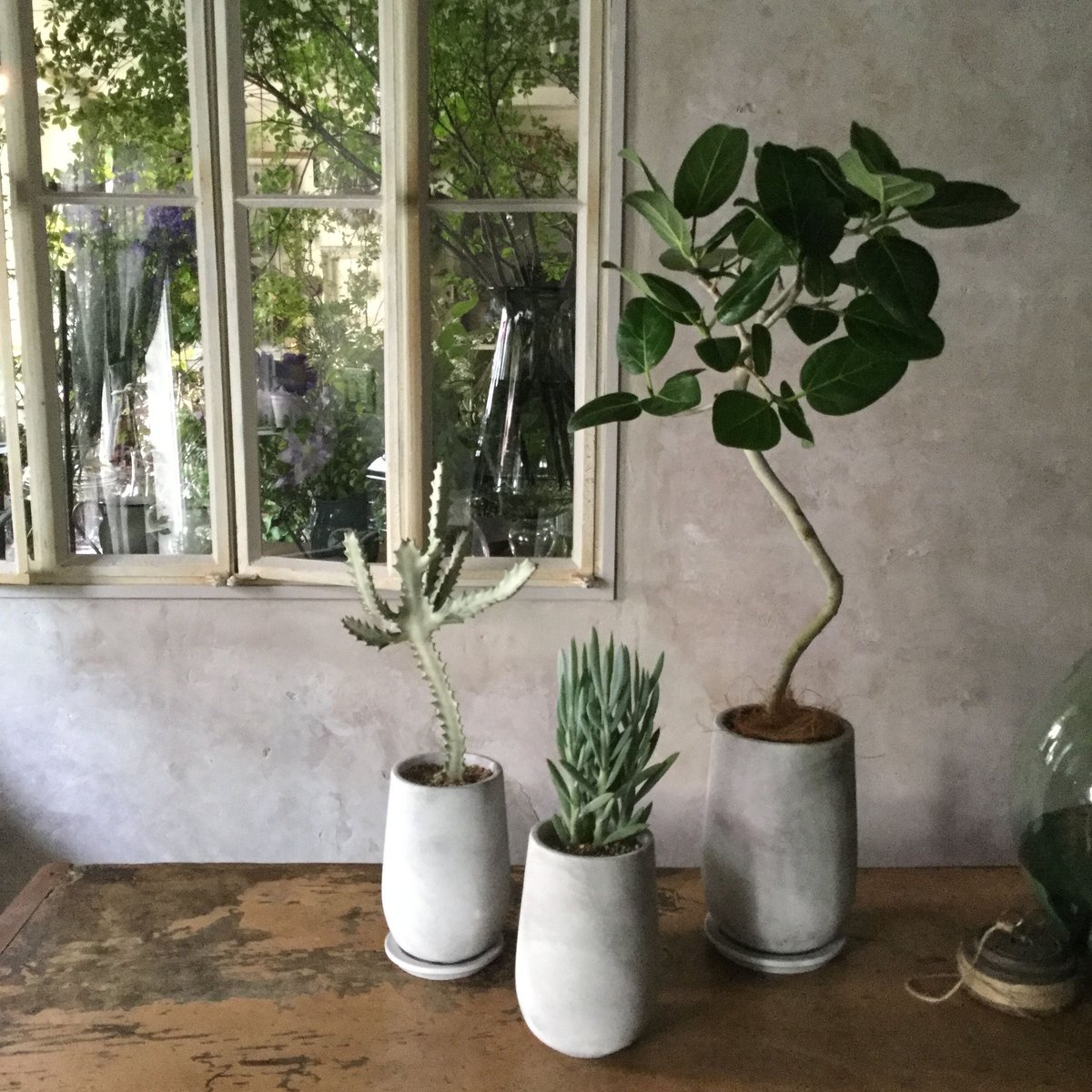 2025 Euphorbia White Ghost (ユーフォルビア・ホワイトゴースト