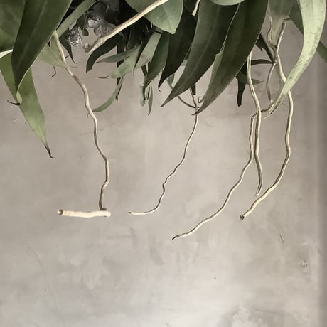 Hanging Dried 3Mixed Eucalyptus Wreath (ユーカリ3種のハンギングリース)