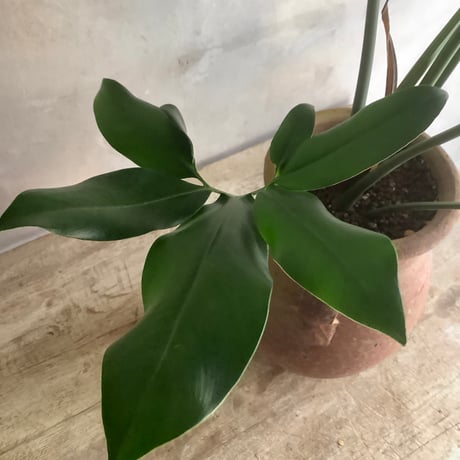 Philodendron Goeldii with Tunisia pot (フィロデンドロン・ゴエルディ/チュニジアポット付き)