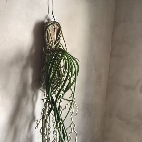 Saidenfadenia mitrata B ”Curly roots"(サイデンファニア・ミトラタ"カーリー")