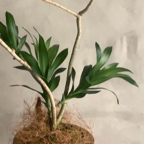 Bigskinny Dracaena Jamicain with Acacia wood Planter cover (ビッグスキニードラセナ・ジャマイカ/アカシア木製 鉢カバー付き)