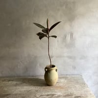 2025 Euphorbia White Ghost (ユーフォルビア・ホワイトゴースト) |