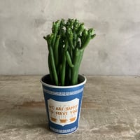 "Milkbush"Euphorbia Cedrorum in NYC Coffee cup "J"or"Z" line (NYCコーヒーカップシリーズ・ユーフォルビア セドロルム) 2タイプ
